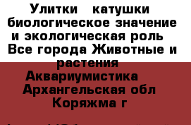 Улитки – катушки: биологическое значение и экологическая роль - Все города Животные и растения » Аквариумистика   . Архангельская обл.,Коряжма г.